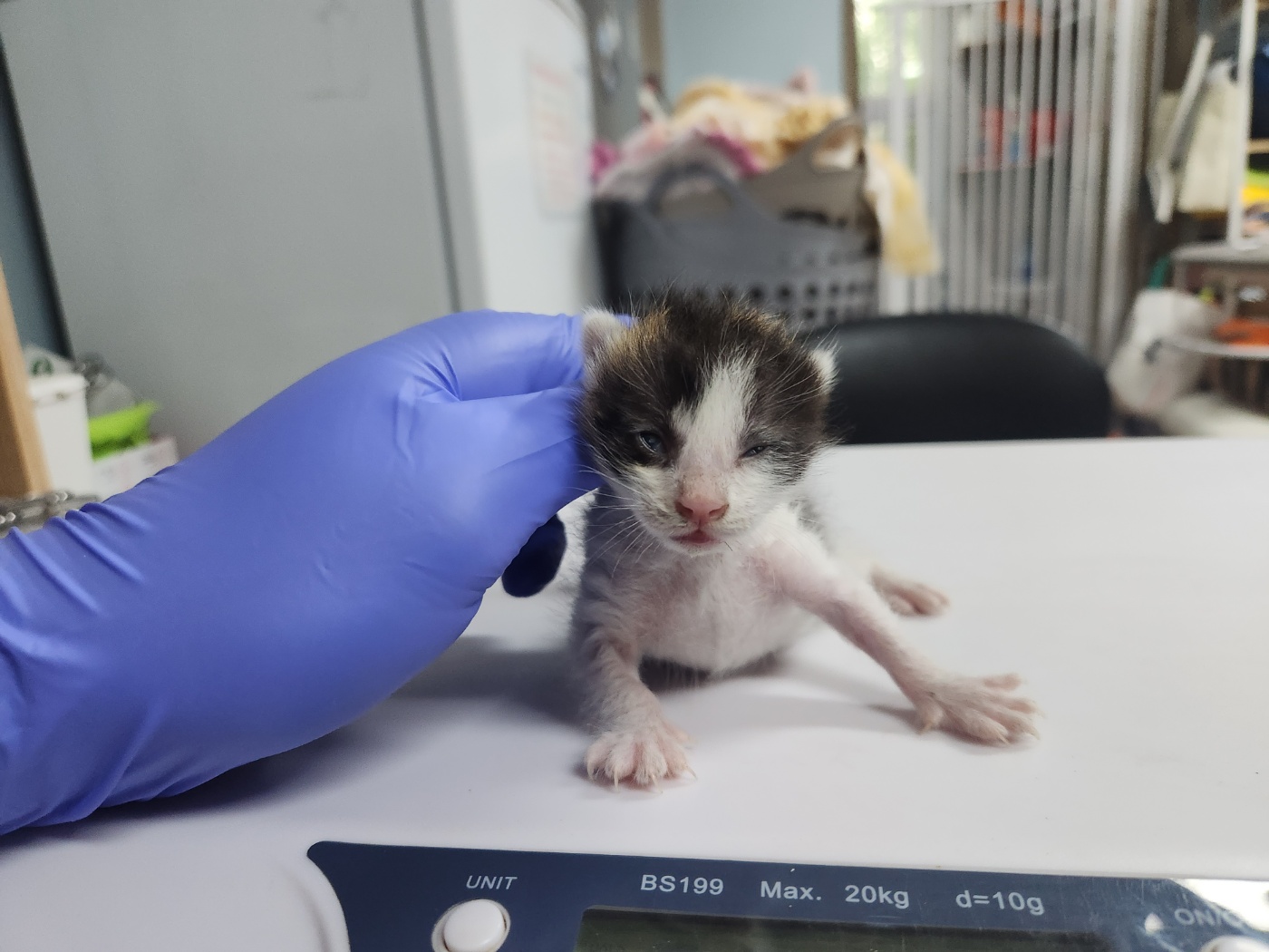 [고양이] 한국 고양이 광주-광산-2024-00452 유기동물 배경 이미지 입니다.